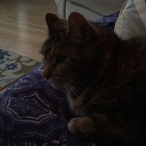 Meet your Posher, Lisa